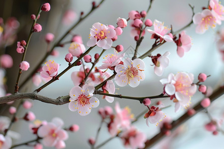 粉色百合花花枝美丽的粉色花朵盛开背景