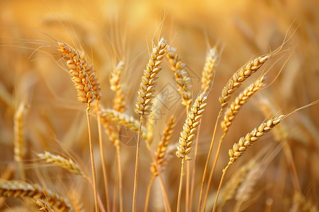 稻草背景一束麦穗的特写照片背景