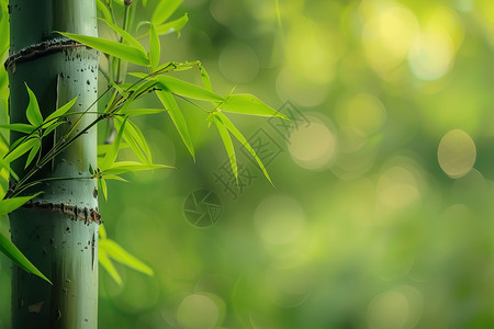 下哦植物绿叶背景下的竹子设计图片