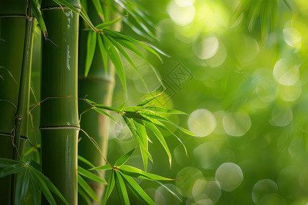 竹子叶子绿色竹林设计图片