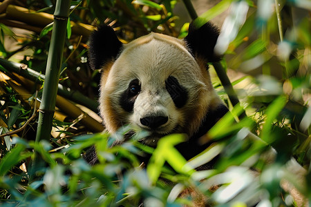 吃竹叶的熊猫熊猫在竹林中坐着背景