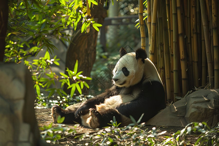 吃竹叶熊猫熊猫坐在竹林中背景