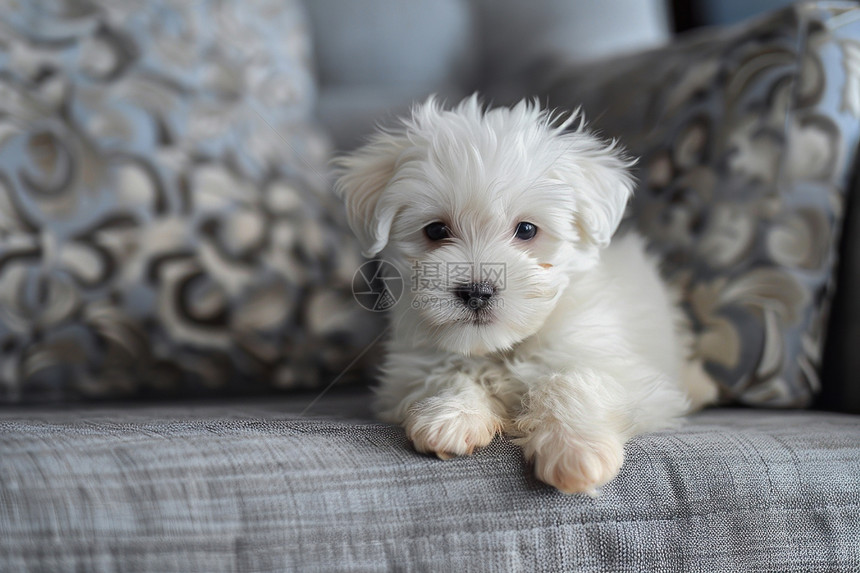 沙发上的可爱小狗图片