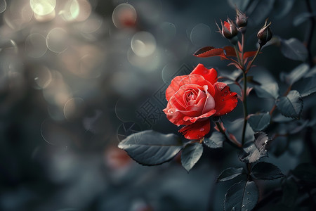 红色蔷薇红色的玫瑰背景