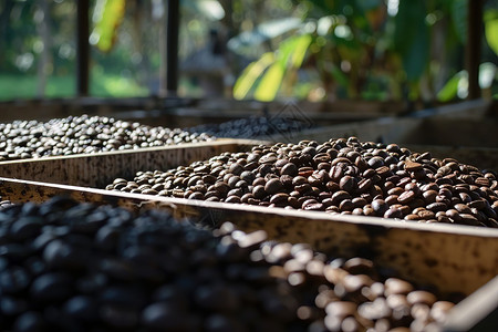 咖啡豆简笔画收获的咖啡豆背景