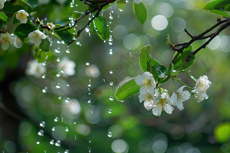 春风细雨绿叶上白花水滴落下背景