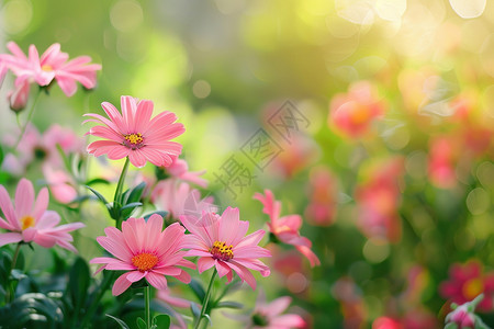 花圃素材粉色花朵的花丛背景