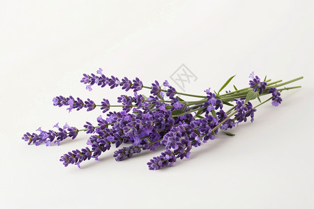 紫色花束桌面上的薰衣草花束背景