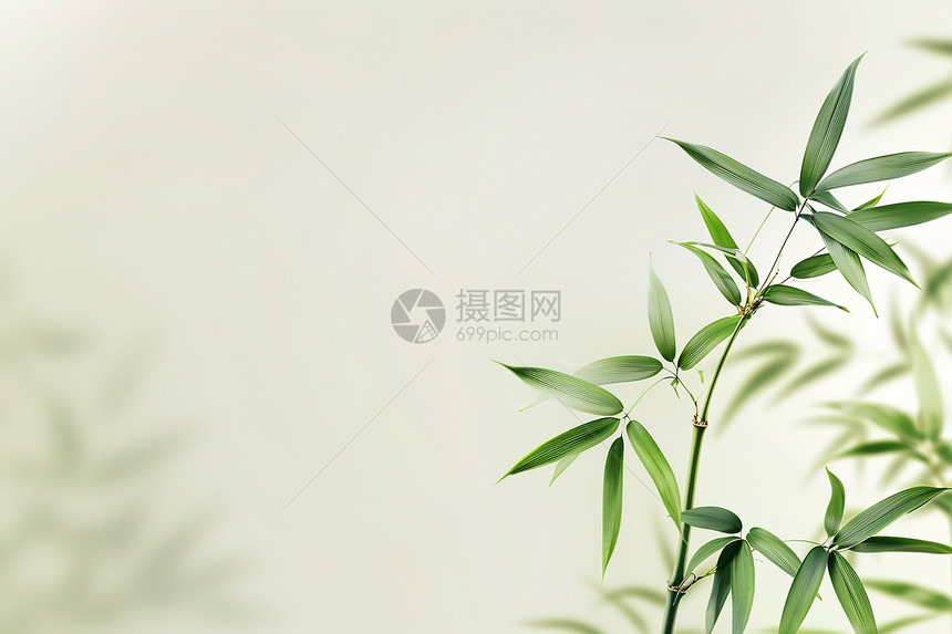 展示的竹子和绿叶图片