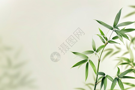 对称竹竿叶子展示的竹子和绿叶插画