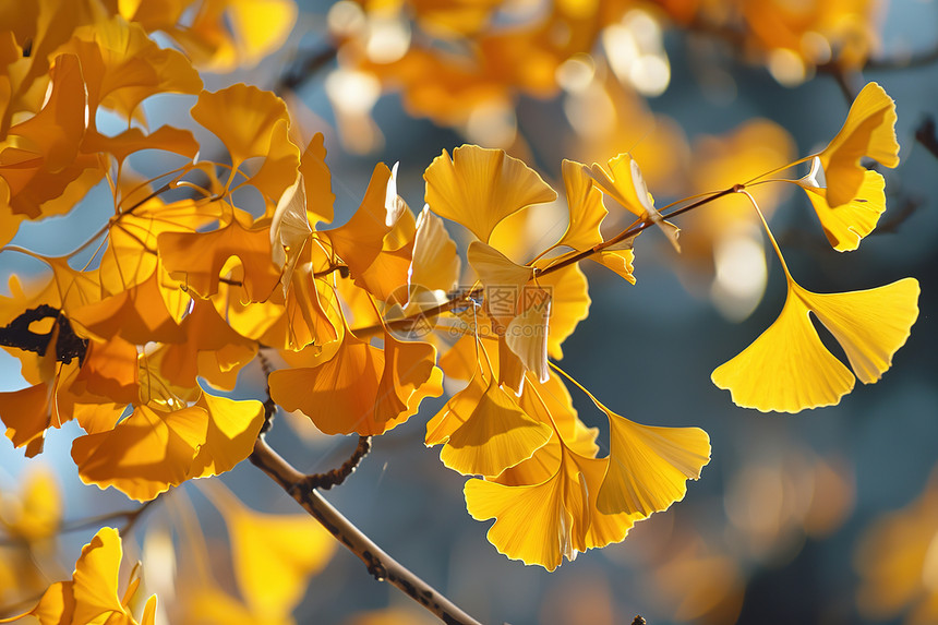 秋季枝头上的银杏叶图片