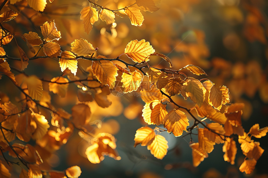 秋日户外的黄色叶子图片