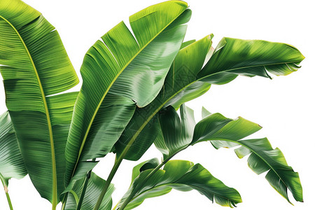 热带树叶背景绿色植物在白色背景上插画