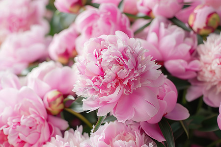 花束美丽粉色鲜花盛开背景