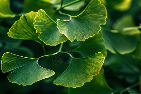 绿色艺术素材绿色植物的叶子背景