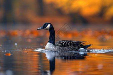 湖面上野鸭款款湖面上的野鸭背景