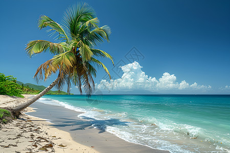 沙滩椰树标签海滩上的椰树背景
