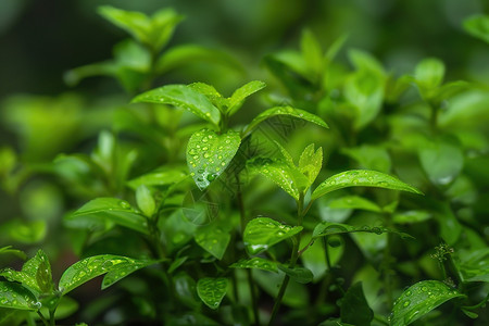 宽叶植物植物叶上垂着水珠背景