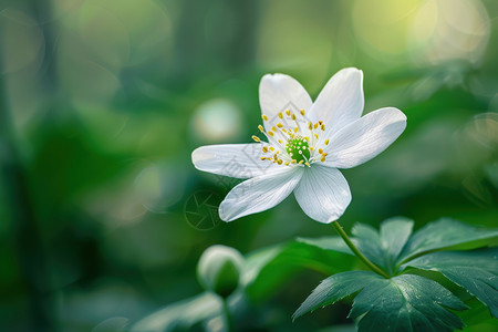 绿植上盛开的白色小花高清图片