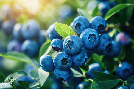 蓝莓味树枝上挂满了蓝莓背景