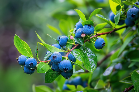 柞浆果绿叶上的蓝莓背景