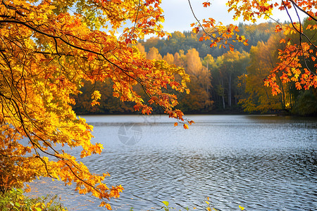 泛黄的树叶背景图片