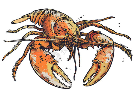红岩龙虾美味的虾子插画