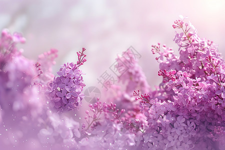 炫酷紫花花朵漂亮的花海背景