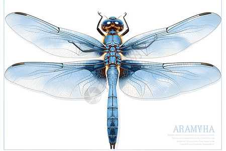 蓝色蜻蜓插画背景背景图片