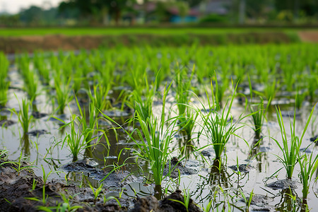 幼苗素材水稻的幼苗背景