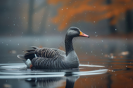 水纹图片水面上浮着一只鸭子背景