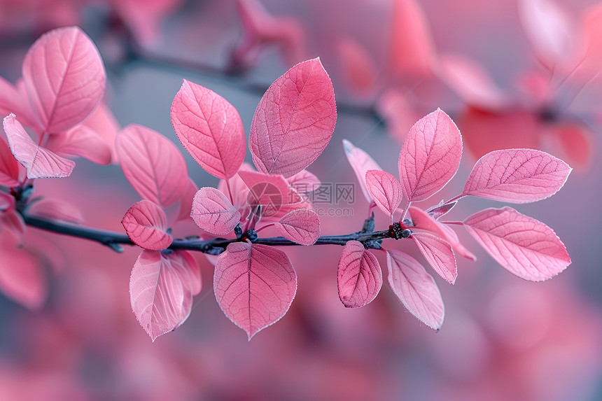树枝上的粉色叶子图片