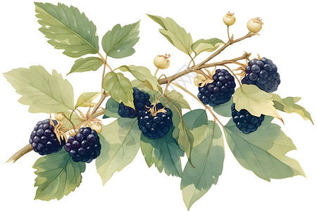 新鲜的桑葚水彩水果插画高清图片