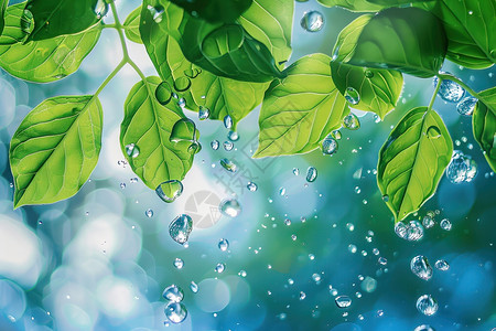 露水滴在绿叶上水滴落在绿叶上插画