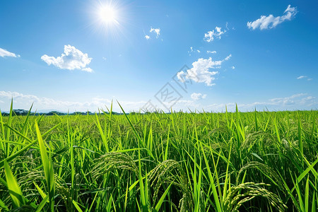 在希望的田野上明亮的阳光洒在一片碧绿的田野上背景