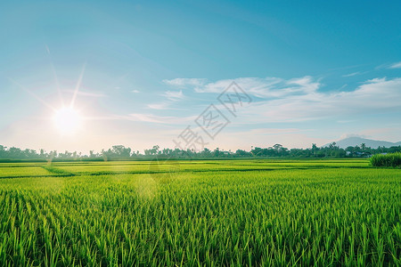 粮食种植阳光下的大麦田背景