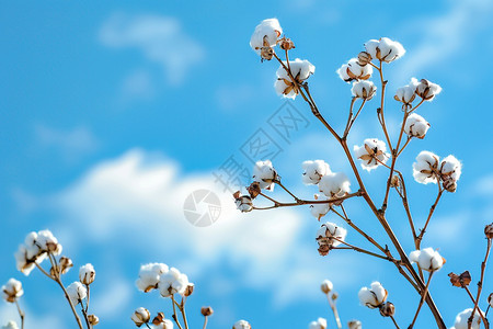 白花树枝与蓝天云朵高清图片