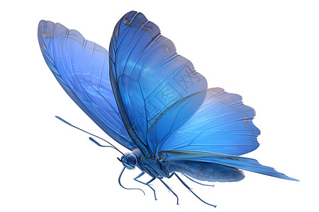 展翅翅膀翩翩起舞的蓝蝴蝶插画