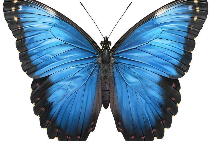 蓝色蝴蝶的魅力图片