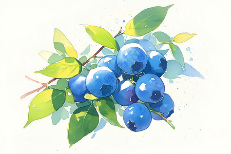 水果蓝莓对话框浪漫蓝莓水彩绘画插画