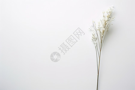 白色花枝漂亮的花朵背景