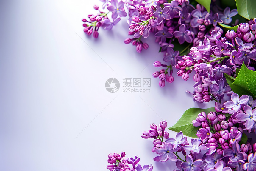 紫色的花束图片