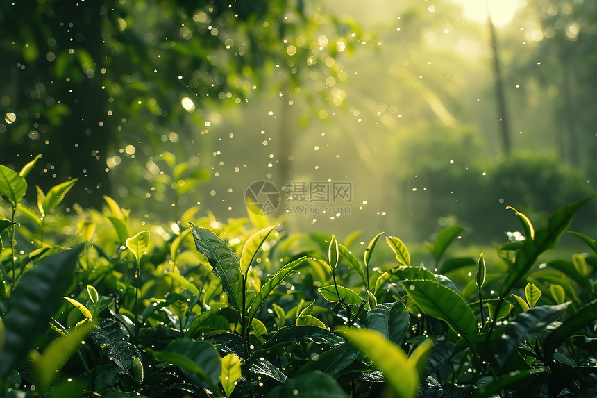 绿油油的茶图片