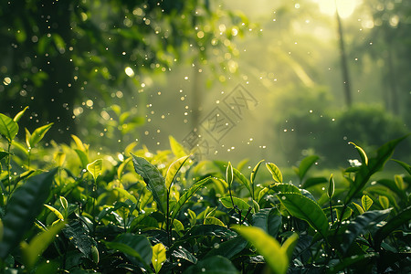 绿油油的茶图片