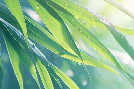 露水滴在绿叶上雨滴在绿叶上插画