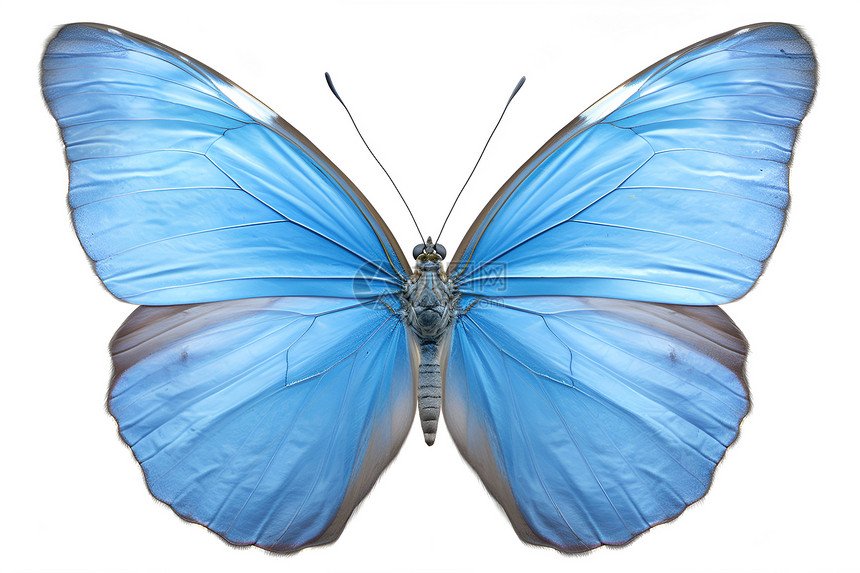美丽蓝蝴蝶图片