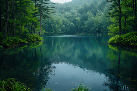 河畔漫步河畔的树林背景