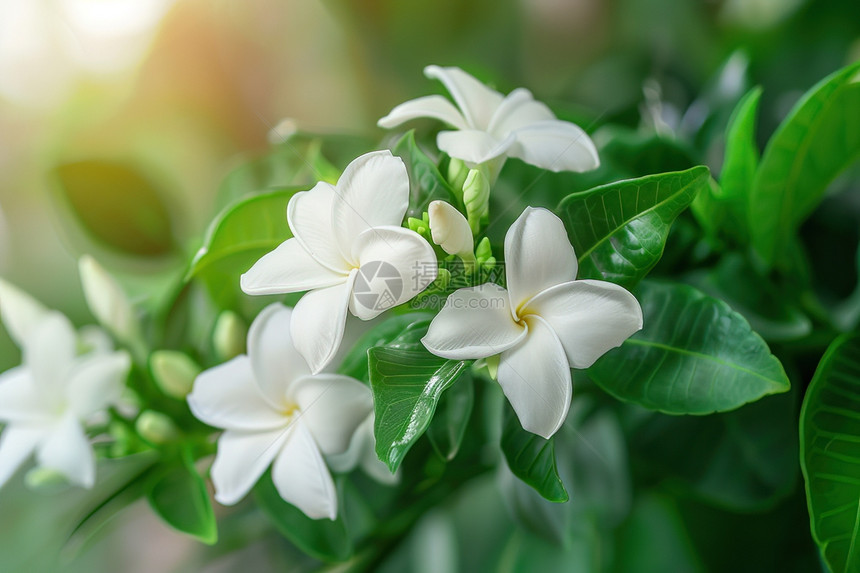 绿叶上的白色花朵图片