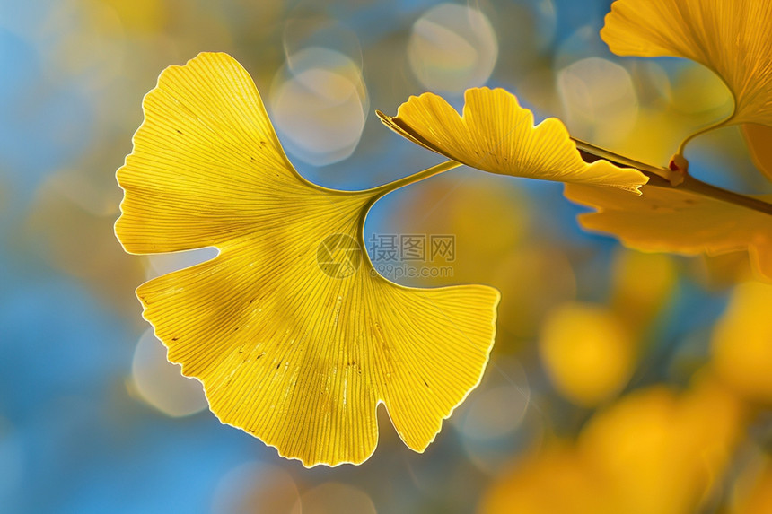 蓝天下的黄色花朵图片
