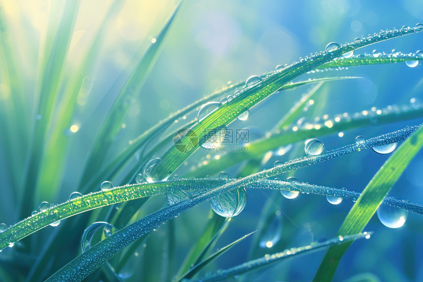 水滴在草叶上图片